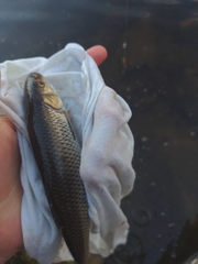 Semotilus corporalis