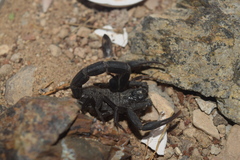 Hottentotta zagrosensis