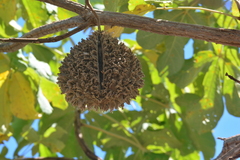 Zeyheria tuberculosa
