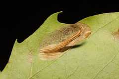 Phyllonorycter platani