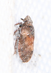 Tettigometra