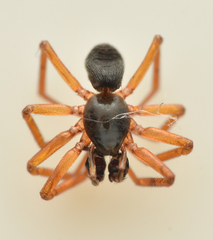 Walckenaeria acuminata