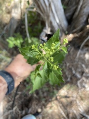 Ageratina havanensis