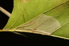 Phyllonorycter platani