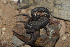 Hottentotta zagrosensis