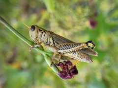 Melanoplus differentialis