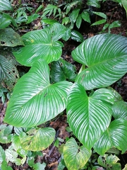 Philodendron