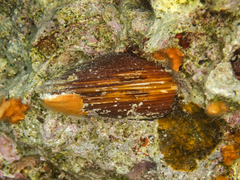 Lithophaga lithophaga