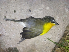 Icteria virens