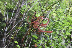 Exobasidium parvifolii