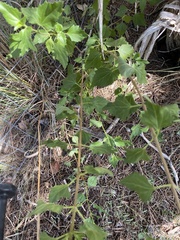Ageratina havanensis