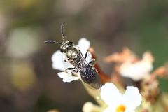 Lasioglossum viride