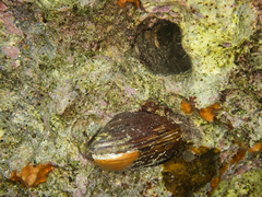 Lithophaga lithophaga