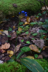 Clintonia umbellulata