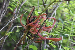 Exobasidium parvifolii