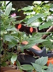 Heliconius erato adana