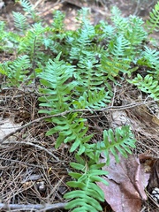Polypodium virginianum