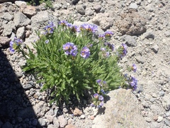 Polemonium elegans