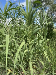 Arundo donax