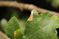 Phyllonorycter heegeriella