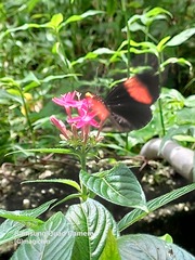 Heliconius erato adana