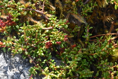 Kalmia procumbens