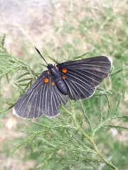 Melanis acroleuca acroleuca