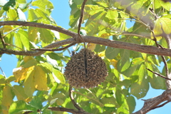 Zeyheria tuberculosa