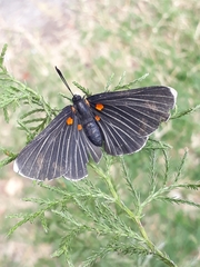 Melanis acroleuca acroleuca