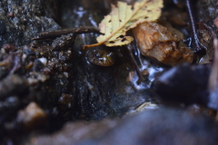 Desmognathus conanti