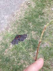 Melanis acroleuca acroleuca