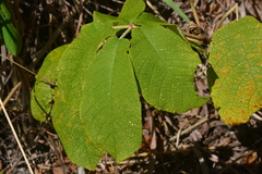 Zeyheria tuberculosa