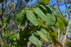 Zeyheria tuberculosa