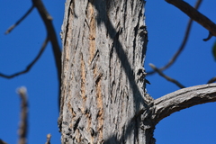 Zeyheria tuberculosa