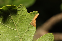 Phyllonorycter heegeriella