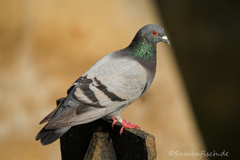 Columba livia domestica