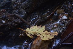 Desmognathus conanti