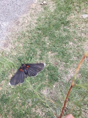 Melanis acroleuca acroleuca