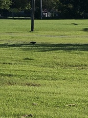 Corvus brachyrhynchos