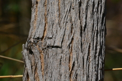 Zeyheria tuberculosa