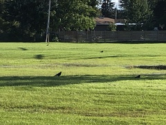 Corvus brachyrhynchos