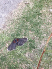 Melanis acroleuca acroleuca