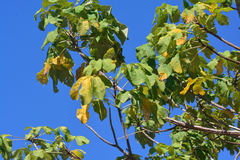 Zeyheria tuberculosa