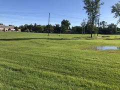 Corvus brachyrhynchos
