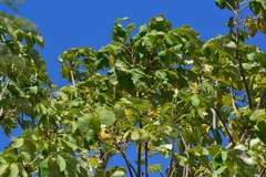 Zeyheria tuberculosa