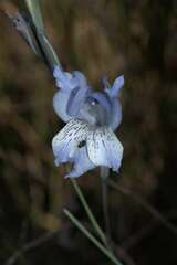 Gladiolus gracilis