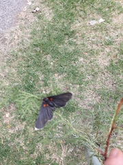 Melanis acroleuca acroleuca