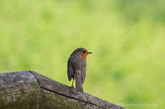 Erithacus rubecula