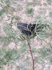 Melanis acroleuca acroleuca