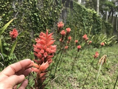 Sacoila lanceolata